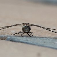 dragonfly11280x762